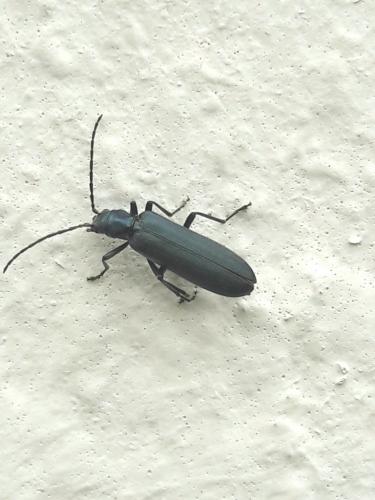 Réf. 321 596 : Ischnomera sp.